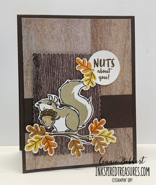 IM194 Nuts About Squirrels